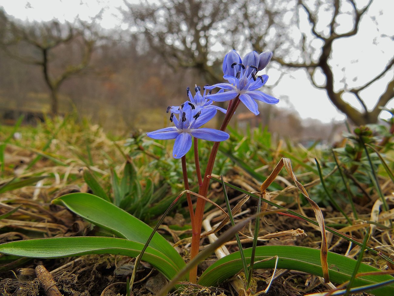 Fiori della Primavera